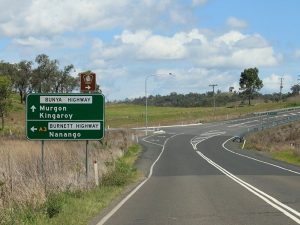 bunya