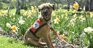 Lions Hearing Dog Program