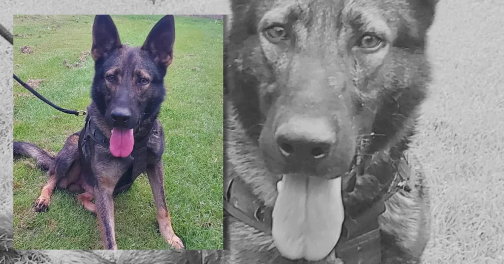 Stryker Queensland Police Dog