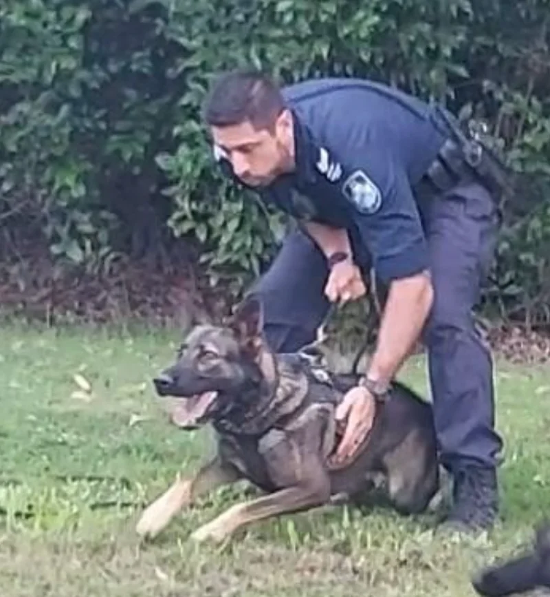 Stryker Queensland Police Dog