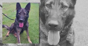 Stryker Queensland Police Dog