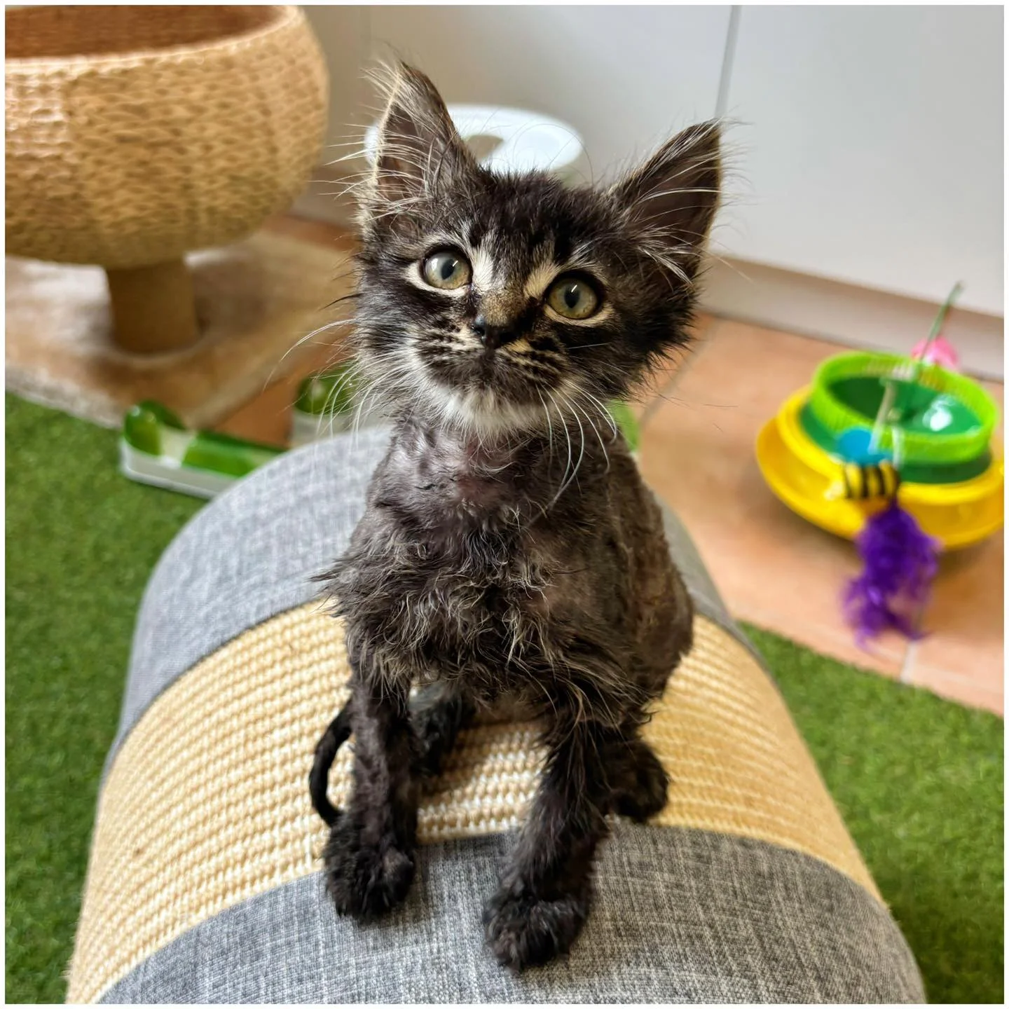 veterinary rehabilitation