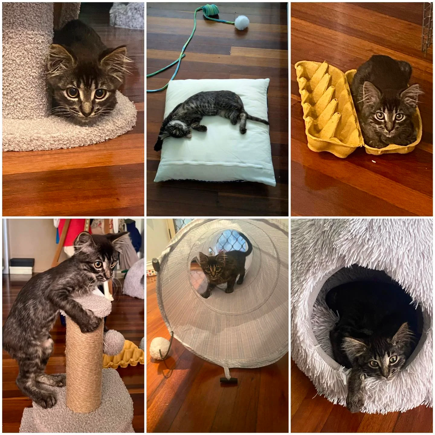 Eatons Hill kitten rescue

