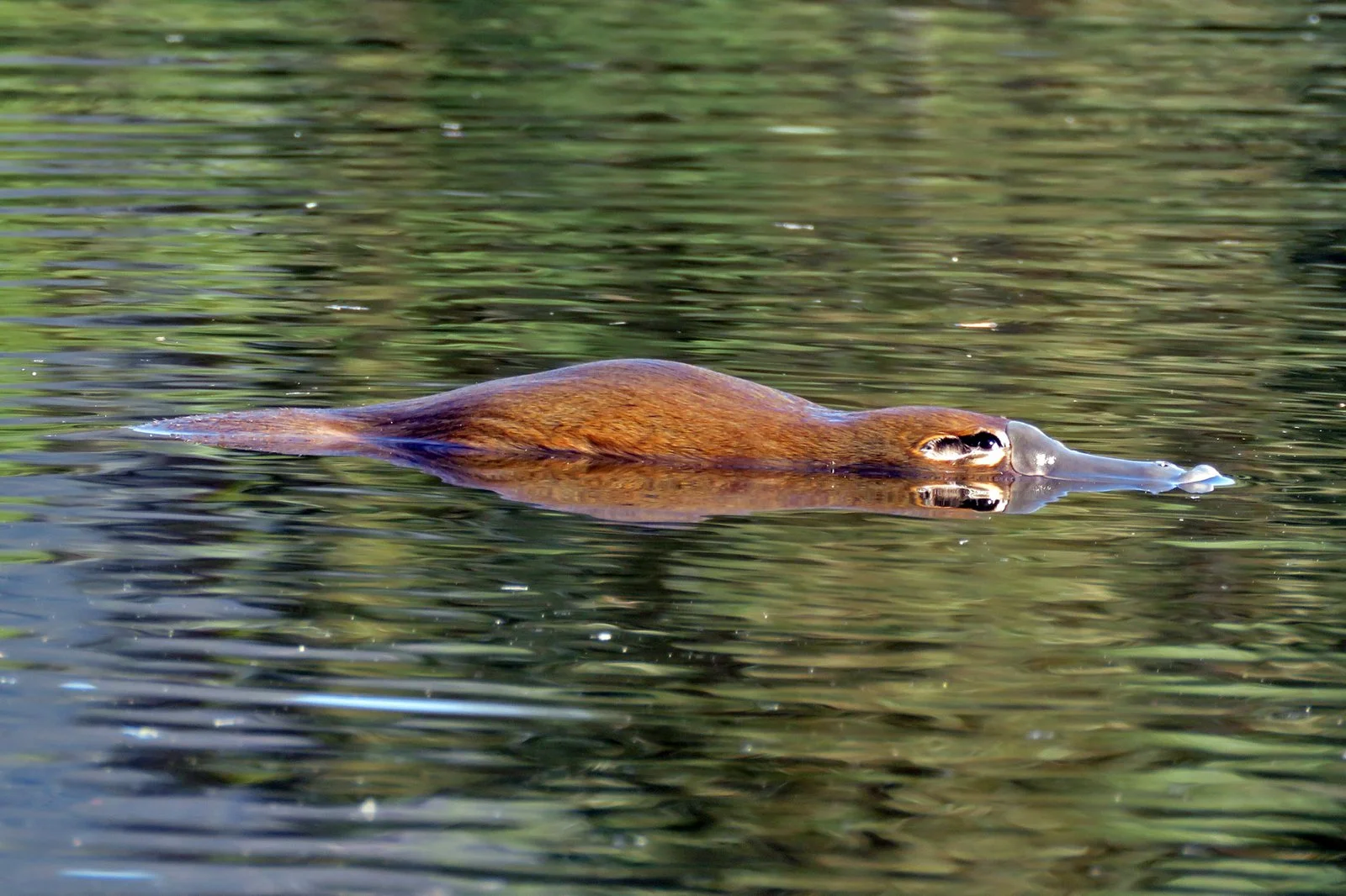 Albany Creek platypus DNA

