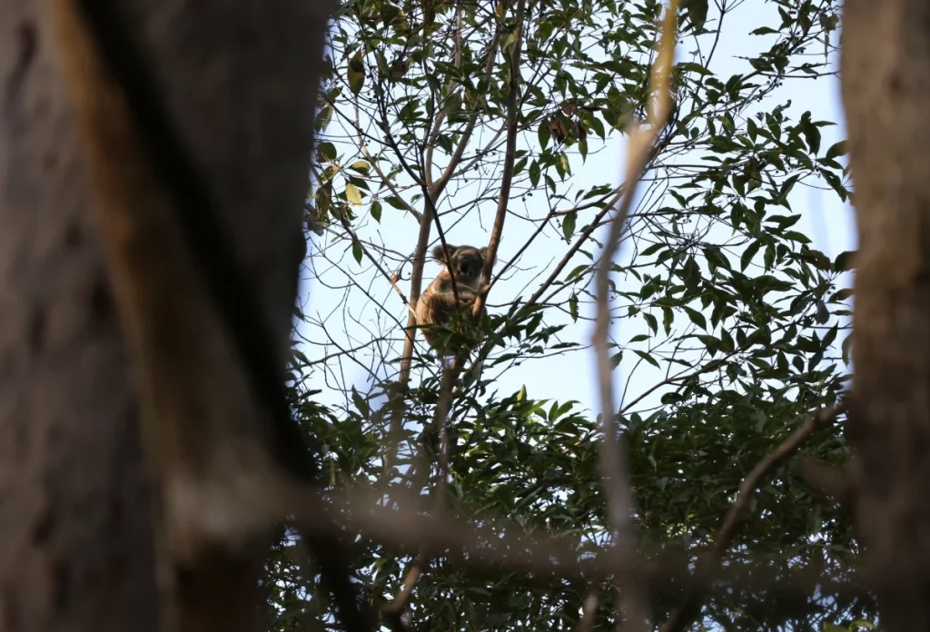 koala survey


