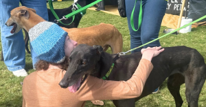 Greyhounds