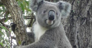 Koala