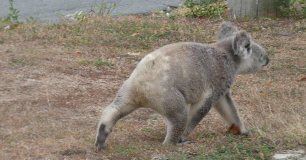 Koala