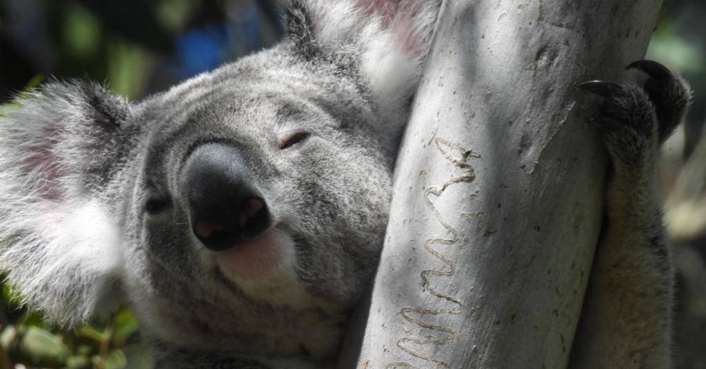 Koala
